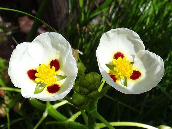 Real Live Plant Water Orchid Arrowhe End 2 23 2020 8 15 Am Real Live Plant Water Orchid Arrowhead Floating Plants With Pot