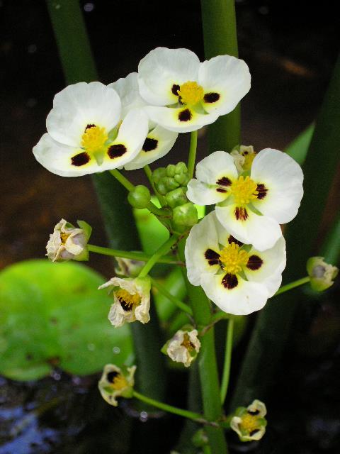 Real Live Plant Water Orchid Arrowhe End 2 23 2020 8 15 Am Real Live Plant Water Orchid Arrowhead Floating Plants With Pot