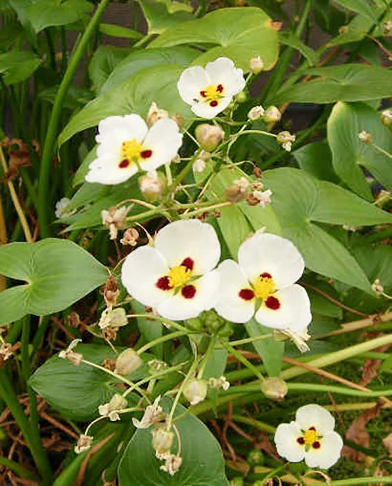 Real Live Plant Water Orchid Arrowhe End 2 23 2020 8 15 Am Real Live Plant Water Orchid Arrowhead Floating Plants With Pot