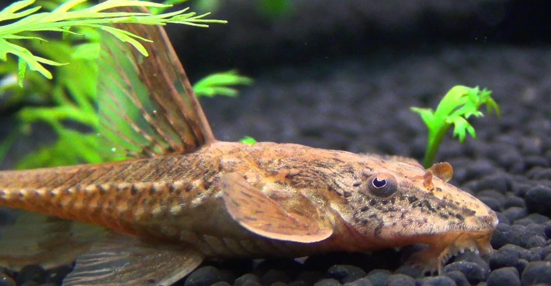 aquarium lizard fish