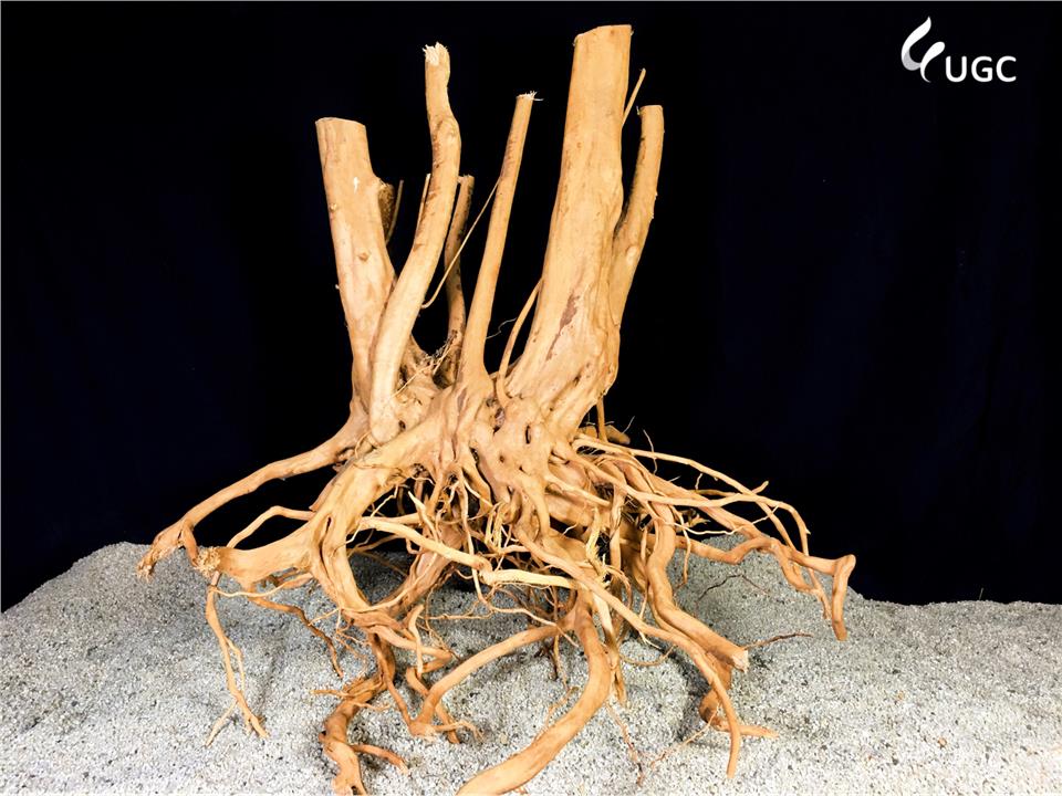 rhodo 90 wood aquarium aquascape aquatic wood root vivarium tree aquacult 1709 22 aquacult@10