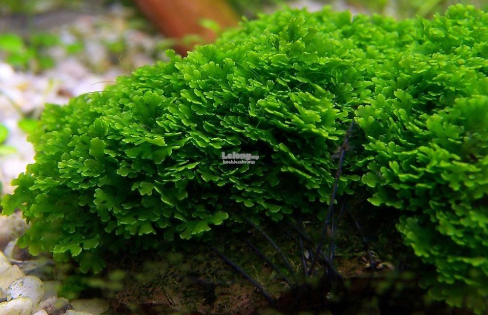 riccardia sp chamedryfolia cora