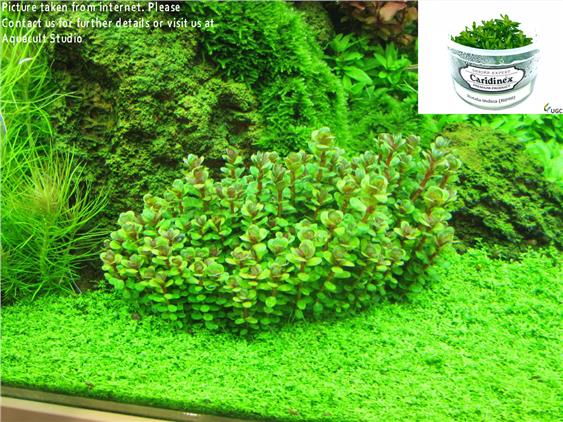 Rotala Indica EasyGrow Tissue Cultu (end 10/5/2021 11:15 AM)