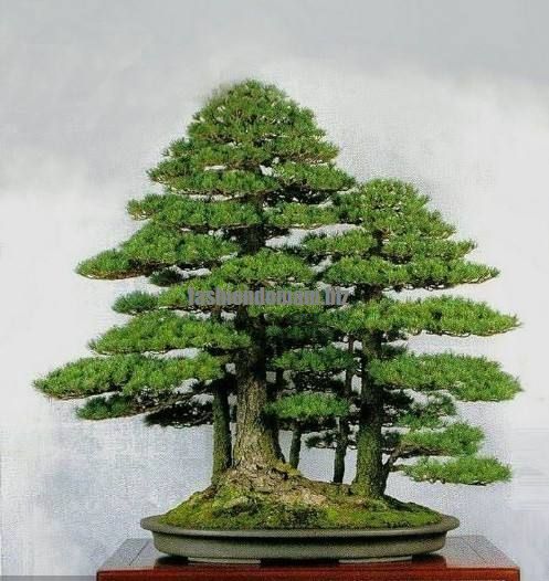 Seifu Seeds Bonsai Seeds 50pcspack Dawn Redwood Bonsai Tree Seifu Seeds Bonsai Seeds 50pcspack Dawn Redwood Bonsai Tree