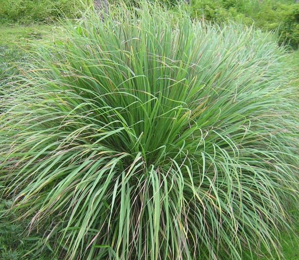 serai-wangi-herba-rolandng-1810-30-rolandng@9.jpg