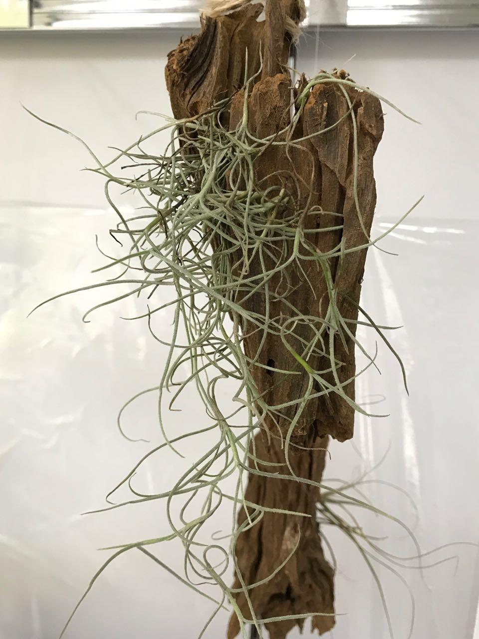 Spanish Moss Air Plant (end 1/12/2022 515 PM)