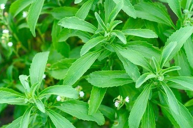 stevia-herba-85g-rolandng-1810-30-rolandng@3.jpg