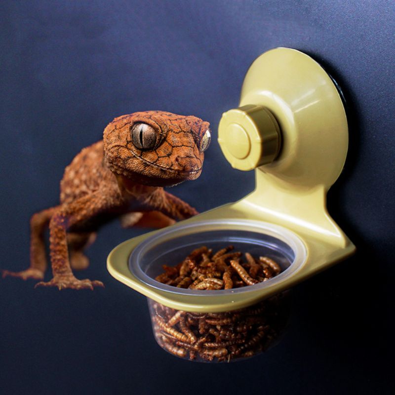Suction Cup Reptile Water Food Feeder Wall Hanging Feeding Dish Bowl