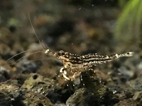 Image result for White Orchid Sulawesi Shrimp
