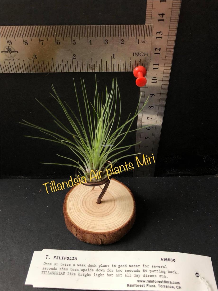 Tillandsia 'Filifolia' RFI air plant (end 12/4/2018 2:15 PM)