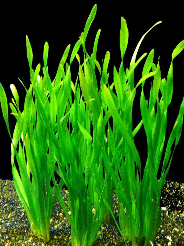 Vallisneria Spiralis Torta (Aquarium (end 8/28/2020 415 PM)