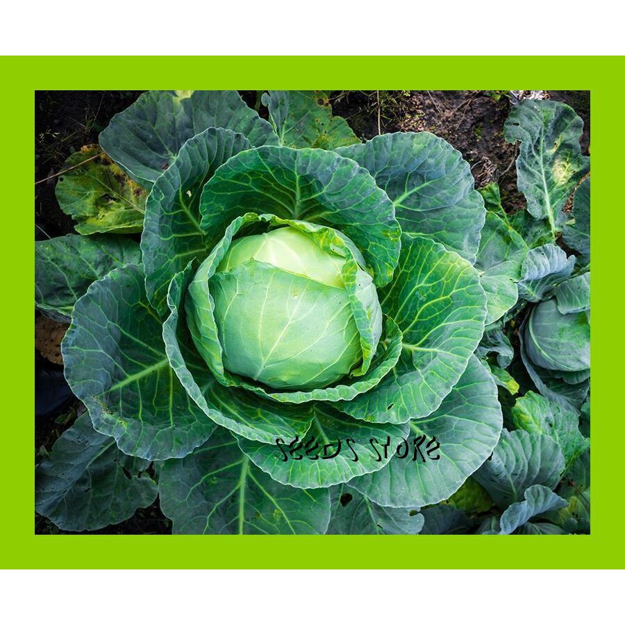 Vege Seeds (10pcs) / Cabbage Giant / Kobis Gergasi