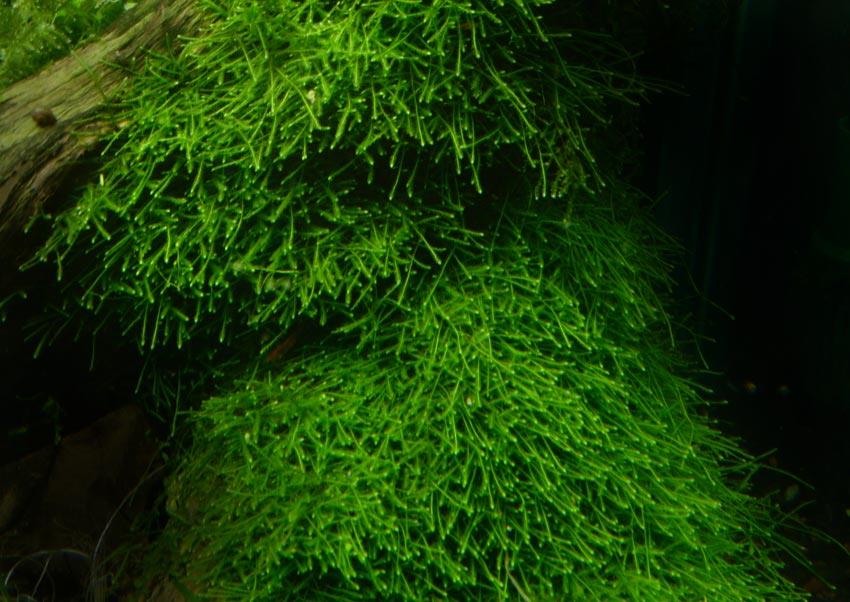 Vesicularia Dubyana Java Moss 10cm End 9 29 2019 6 15 Pm Vesicularia Dubyana Java Moss 10cm 15cm Driftwood Aquarium Plant