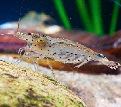 buy amano shrimp online