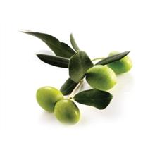 Olive Flower Fragrance 10g Sample Pack