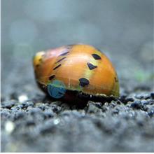 Red Spotted Snail