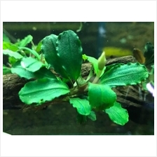 Bucephalandra Sp. 'Brownie Phoenix' (Aquatic Plant / Aquarium)