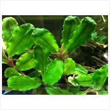 Bucephalandra Sp. 'Green Gecko' - (Aquatic Plant / Aquarium)