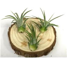 Tillandsia Ionantha Package (S Size) / Air Plant 