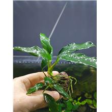 Anubias Glabra 'Wave Leaf' , Aquatic Plant Lowtech