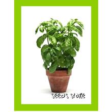 Vege Seeds (20pcs) / Basil Sweet Genovese (Ocimum Basilicum)