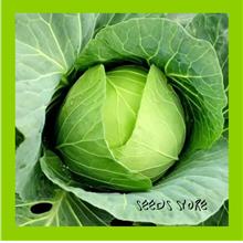Vege Seeds / Verza Di Verona Savoy Cabbage / 包菜 (10 pcs)