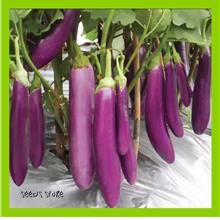 Vege Seeds / Eggplant / Terung Panjang /  矮茄 (10 pcs)