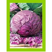 Vege seeds (5pcs) / Purple Red Arce Cabbage