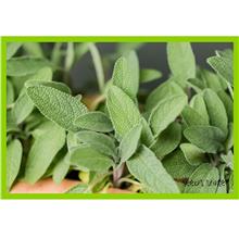 Herb Seeds 10pcs (repack) / Sage / 鼠尾草