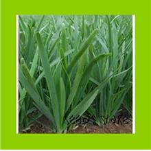 Vege Seeds (30pcs) / Benih Kucai Daun Lebar / 宽叶细香葱种子