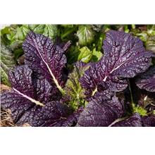 Vege Seeds (5pcs) / Indian Mustard Osaka Purple