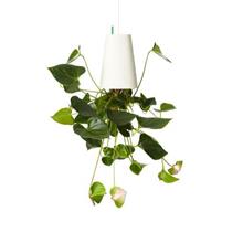 Sky Planter