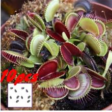 10 PCS Potted Plant Seeds Dionaea Muscipula Giant Clip Venus Flytrap Seed