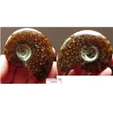 62X51mm leaf pattern Ammonite shell polished Madagascar - 68g - F3