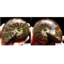 75X62mm leaf pattern Ammonite shell polished Madagascar - 199g - F4