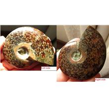 83X63mm leaf pattern Ammonite shell polished Madagascar - 125g - F5