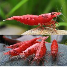 Red Cherry Shrimp (10/20pcs) (Neocaridina davidi) (Buy 10 free 1)