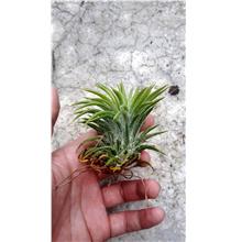 Air Plant - Tillandsia Ionantha Thick leaf